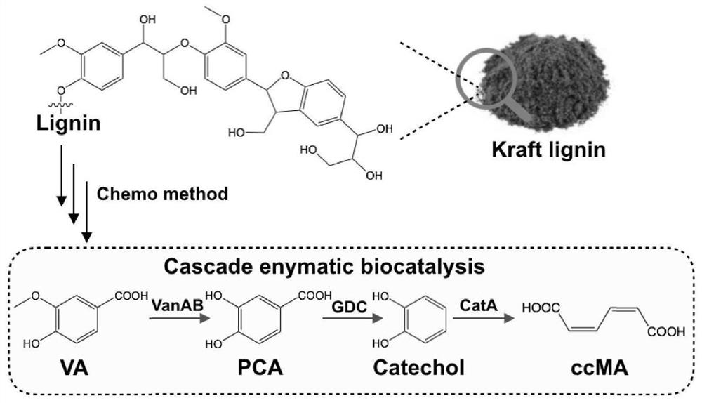 Construction method and application of engineering bacteria for producing muconic acid by using lignin derivatives