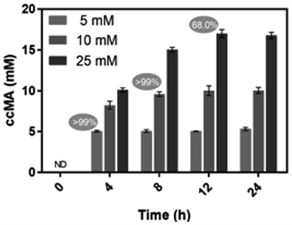 Construction method and application of engineering bacteria for producing muconic acid by using lignin derivatives