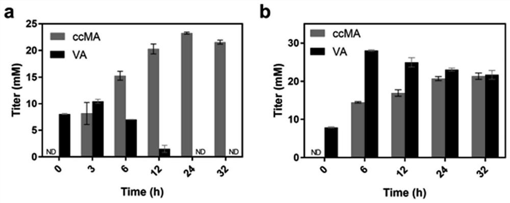 Construction method and application of engineering bacteria for producing muconic acid by using lignin derivatives