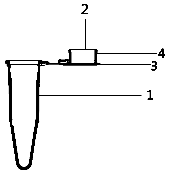 Kit for rapid test of pseudomonas aeruginosa