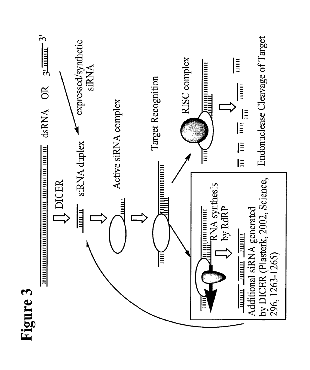 Chemically modified multifunctional short interfering nucleic acid molecules that mediate RNA interference