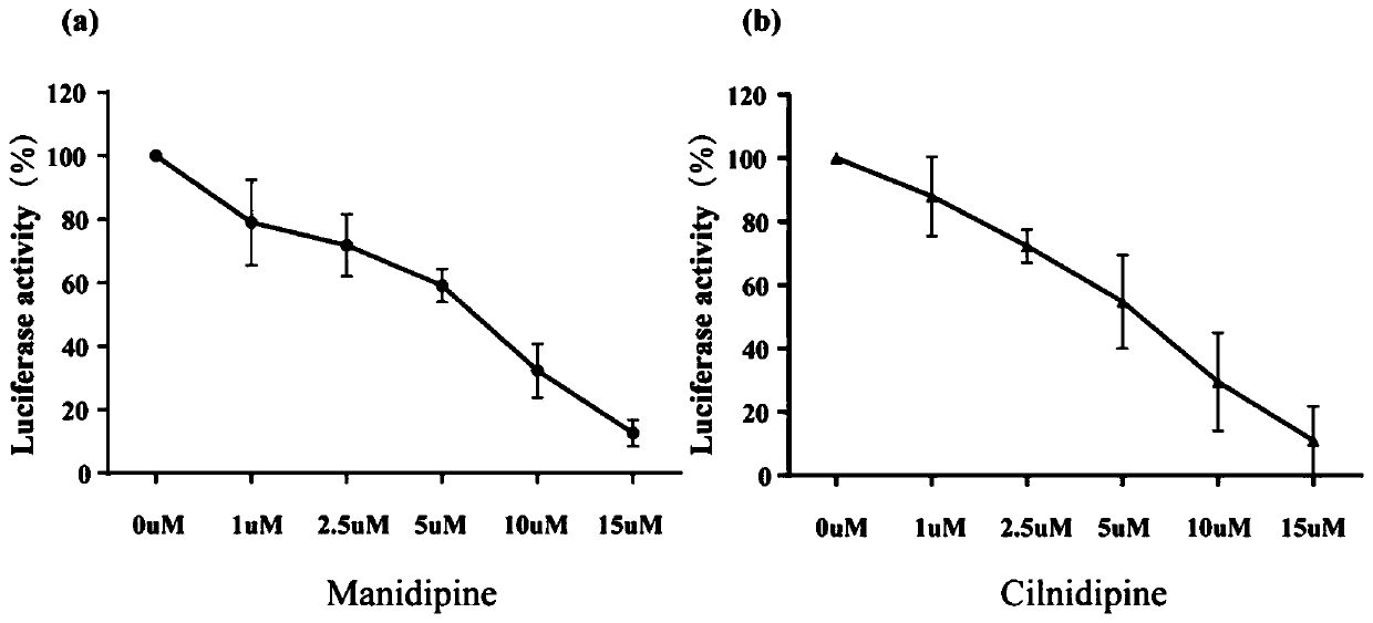 Construction method for stably expressing Zika virus replicon containing renilla luciferase Rluc and application thereof