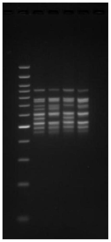 Multiplex PCR primer group and next-generation sequencing database building method for MLST (multilocus sequence typing) tracing of vibrio parahaemolyticus