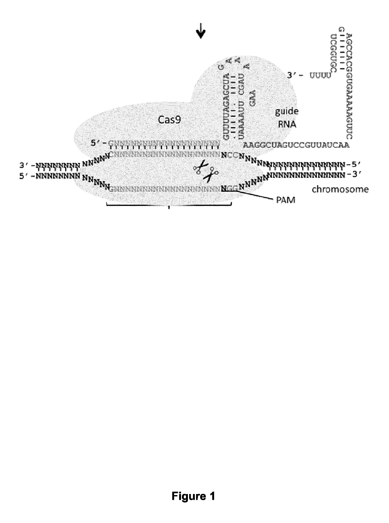 CRISPR-based methods and products for increasing frataxin levels and uses thereof
