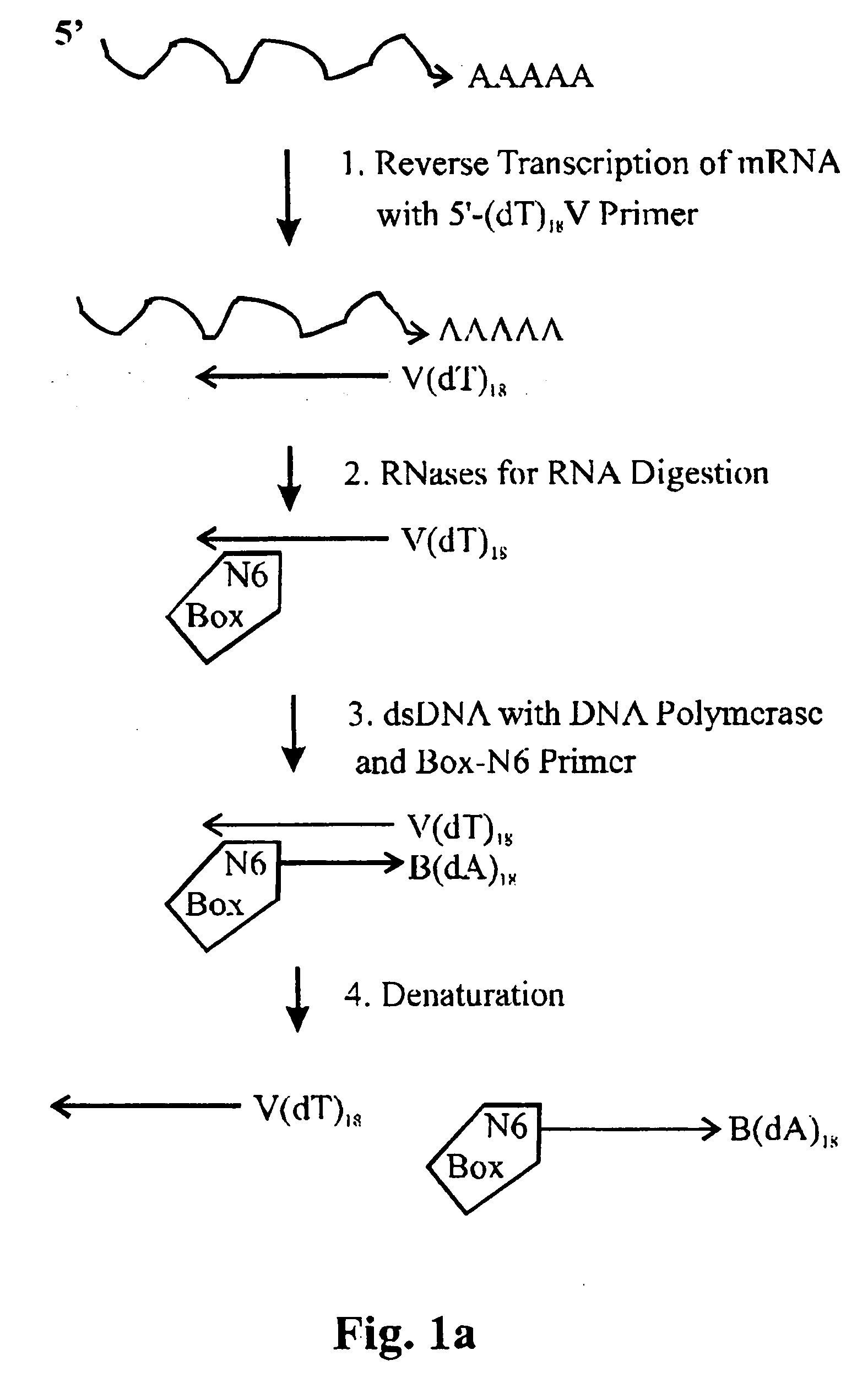 Amplification of ribonucleic acids