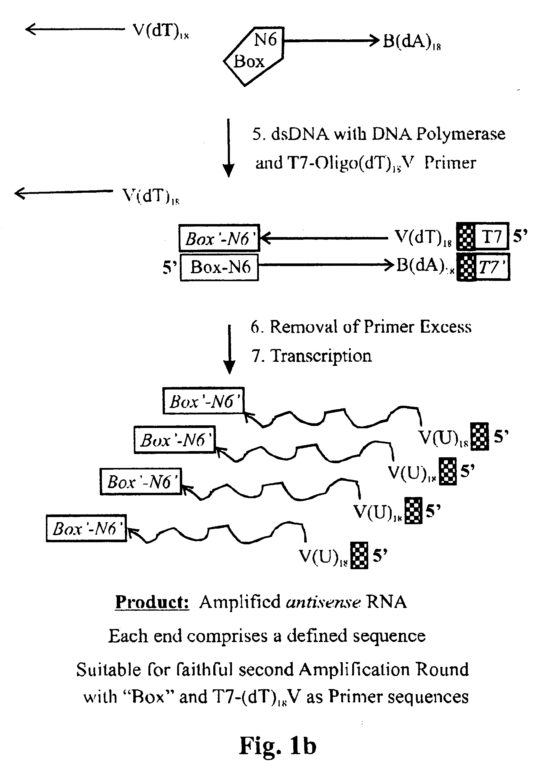 Amplification of ribonucleic acids