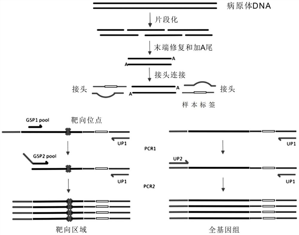 Whole genome combination targeted amplification library construction method and reagents and pathogen detection method