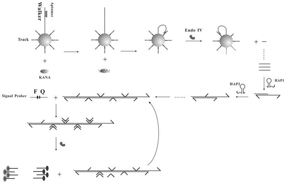 Fluorescent biosensor for detecting kanamycin, preparation method and application thereof