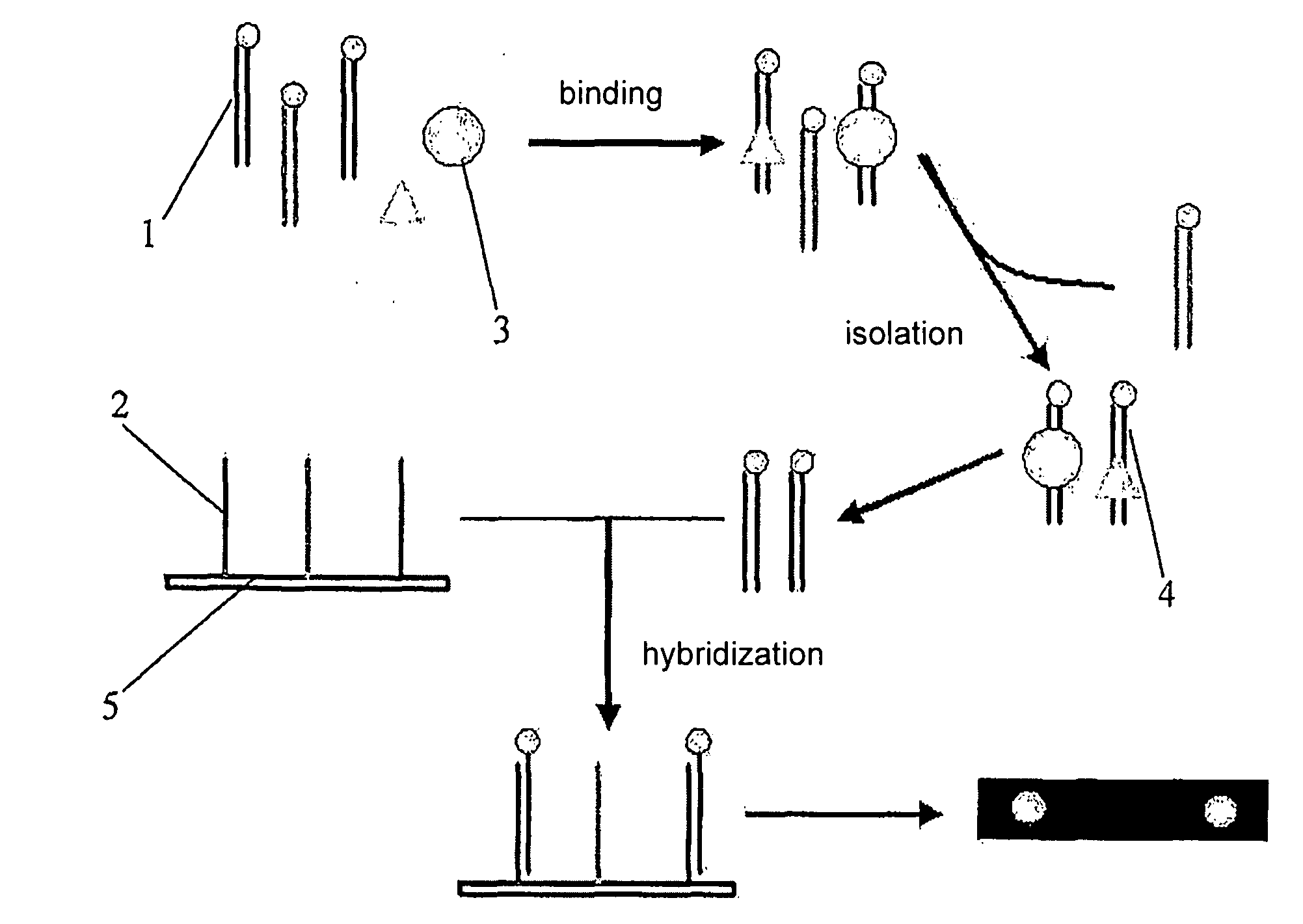 Testing Method of Nucleic Acid Binding Protein Based on Biochip