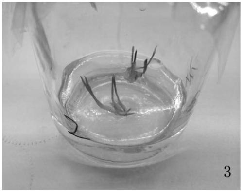 Tissue culture speed propagation method for american eleutherine rhizome