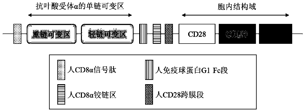 Targeted folate receptor alpha chimeric antigen receptor and application thereof to preparation of medicine for preventing or treating malignant tumors