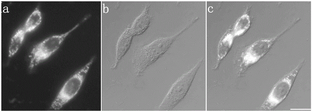 One and two-photon mitochondrion fluorescence probe and application thereof