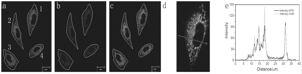 One and two-photon mitochondrion fluorescence probe and application thereof