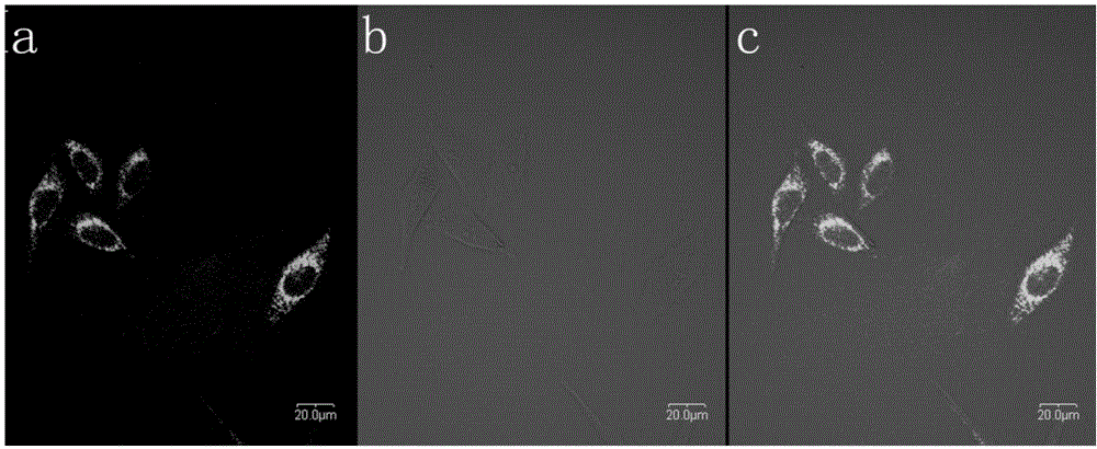 One and two-photon mitochondrion fluorescence probe and application thereof