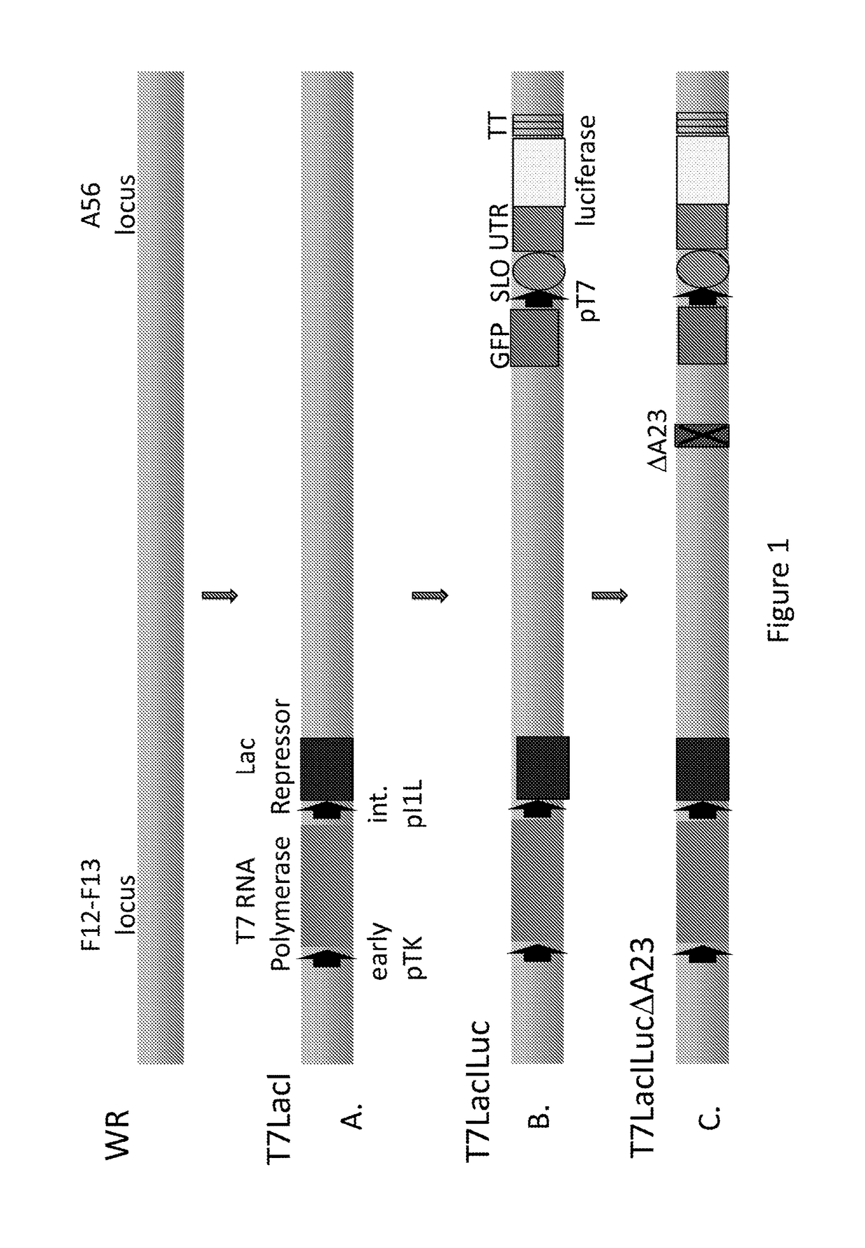 Virus-based expression vectors and uses thereof