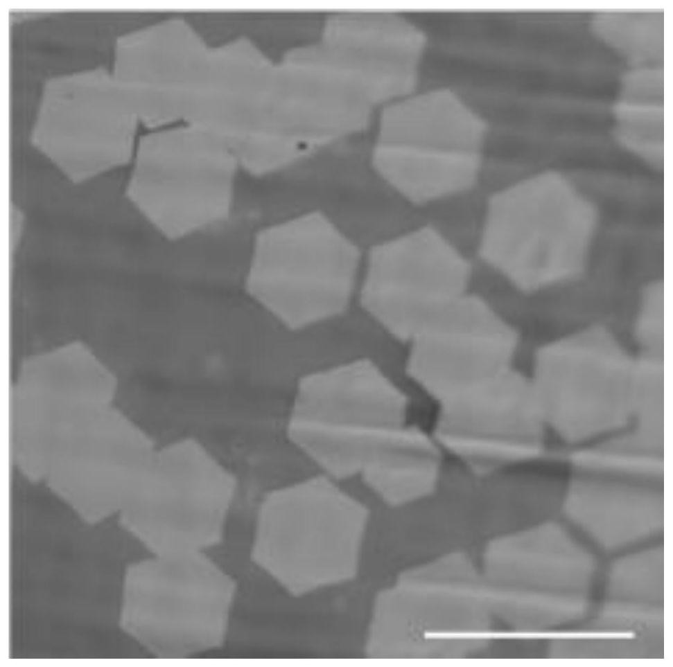 Single crystal graphene and preparation method thereof