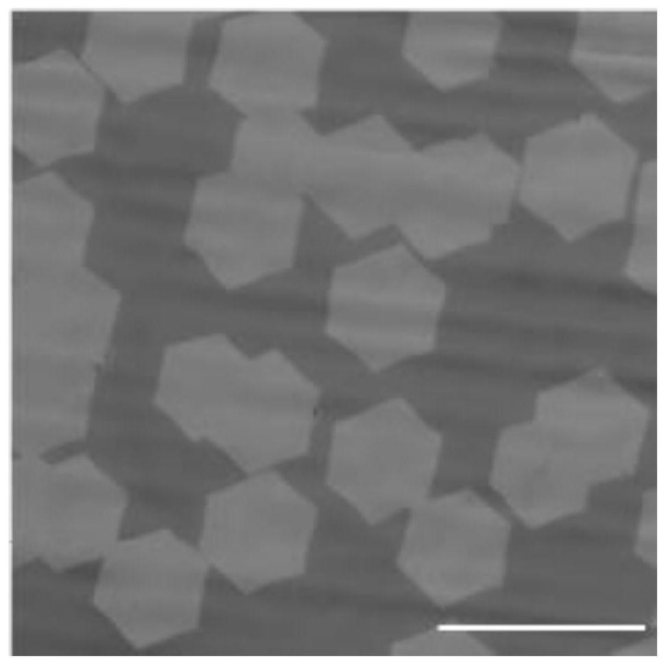 Single crystal graphene and preparation method thereof