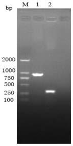 Method for building disease model for mice infected with bacterial sepsis and judging disease situations