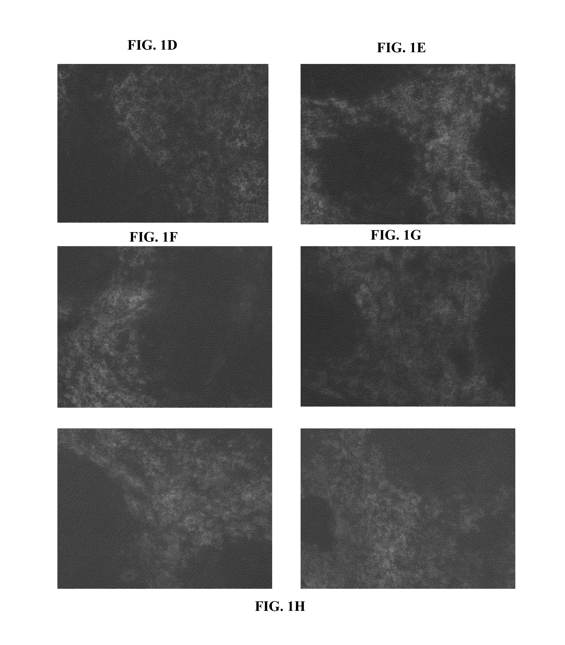 Compositions and methods for modulating immune responses