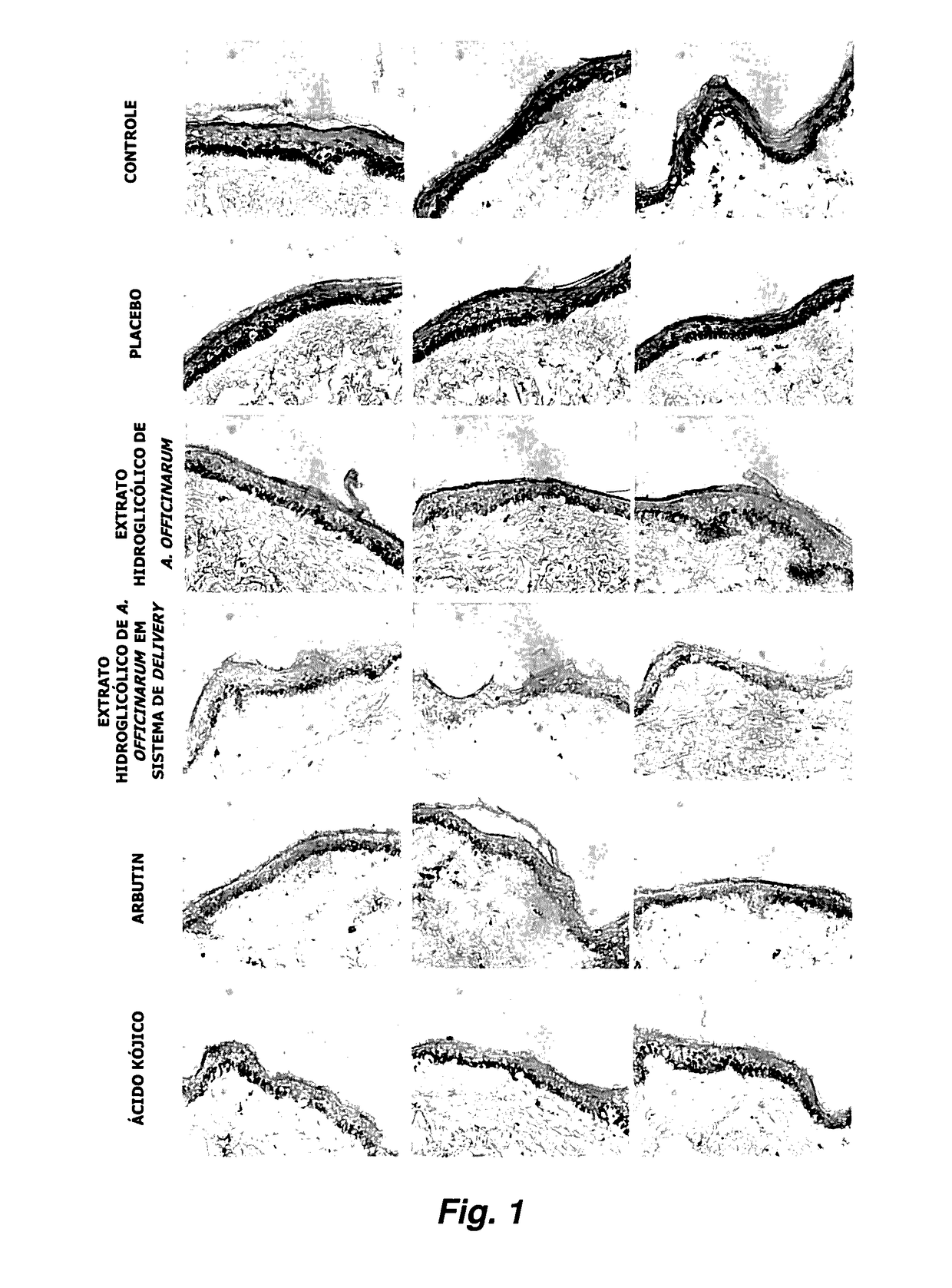 Lightening active agent containing plant extracts, uses thereof and compositions containing the same