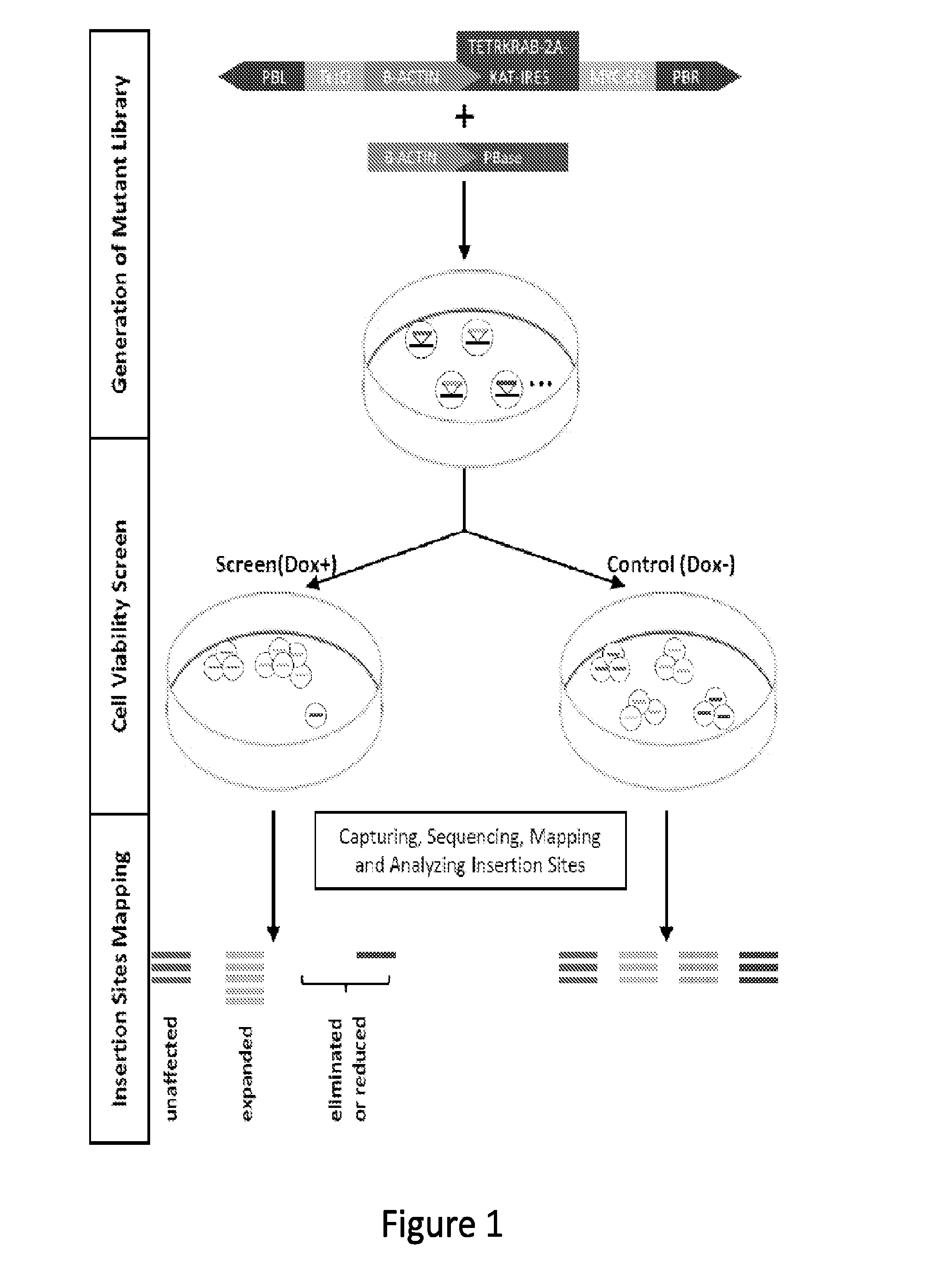 Compositions and methods of using transposons