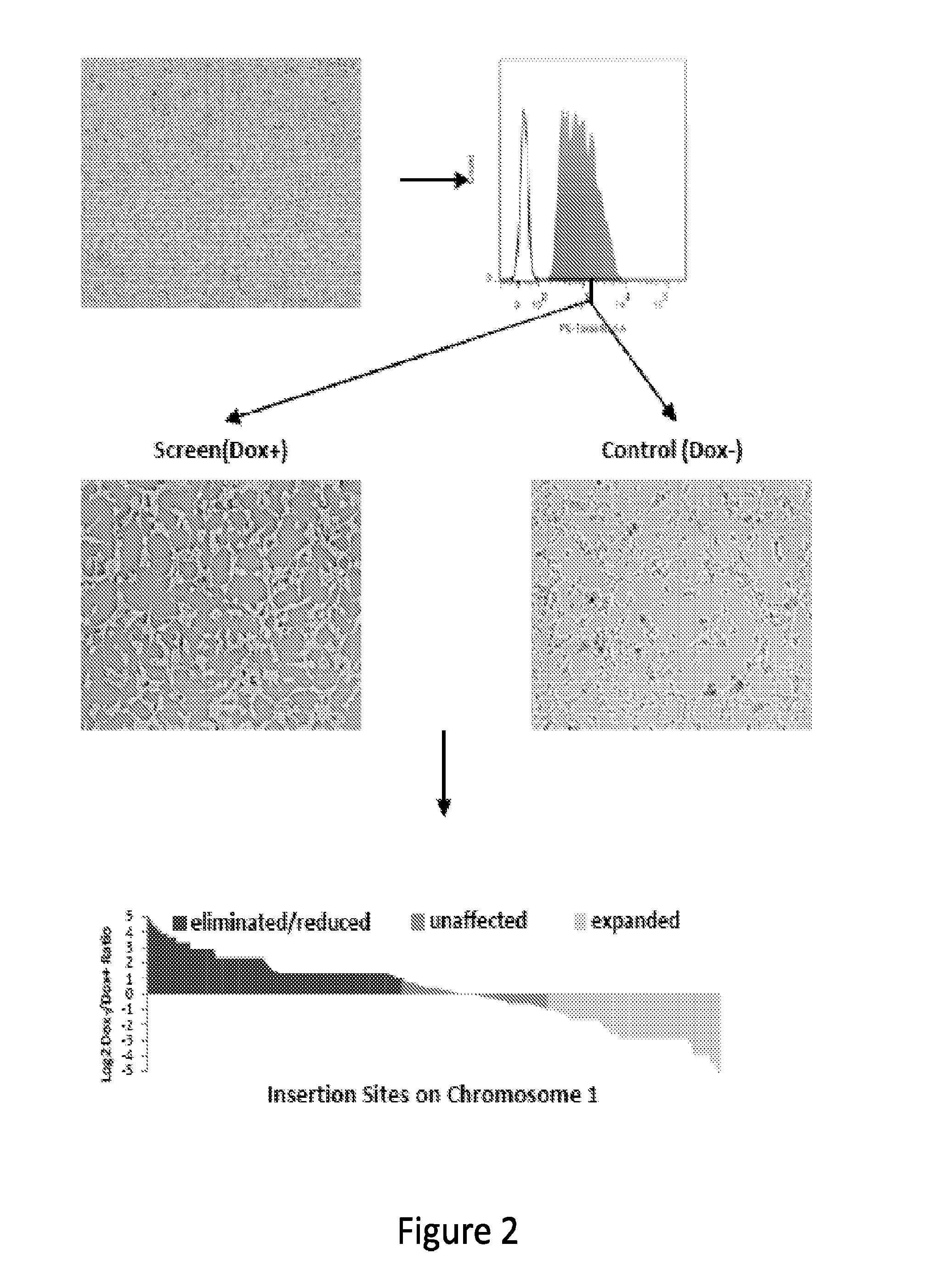 Compositions and methods of using transposons