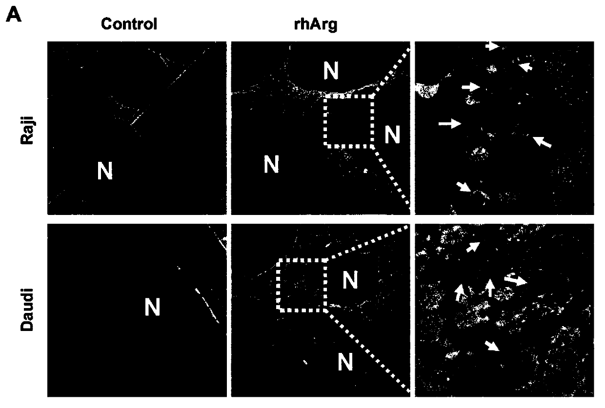 Anti-tumor synergic medicine