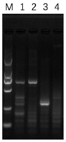 RPA primer, kit, method and system for fast detecting potato black leg diseases (pectobacterium spp.)