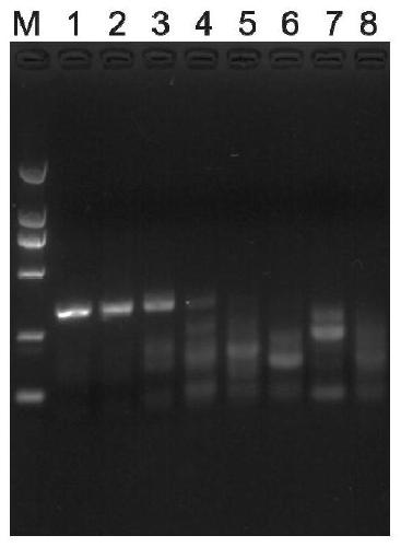 RPA primer, kit, method and system for fast detecting potato black leg diseases (pectobacterium spp.)