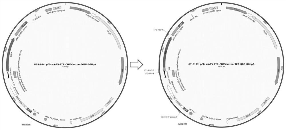 Expression vector, recombinant adeno-associated virus and application of recombinant adeno-associated virus in preparation of novel 2019 coronavirus vaccine