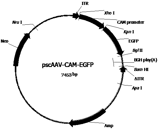 Adeno-associated virus vector carrying C3 gene expression cassette and application thereof