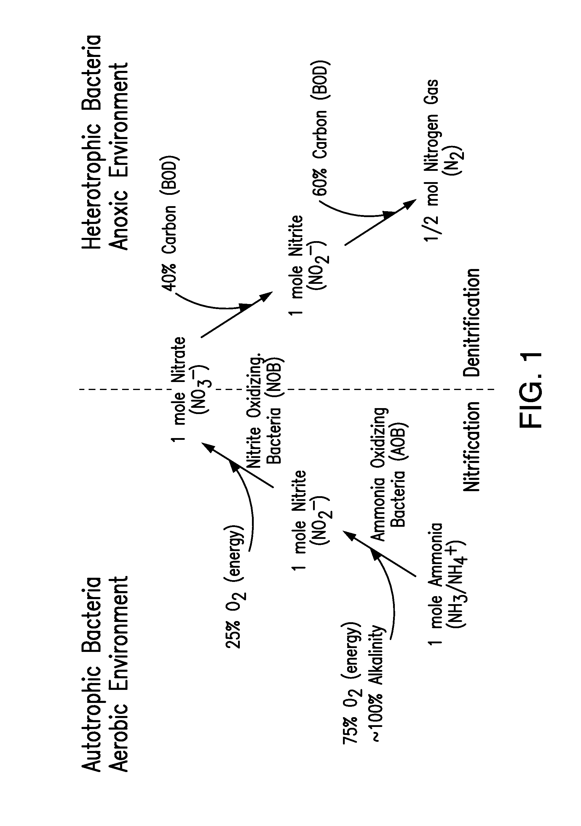 Method and apparatus for maximizing nitrogen removal from wastewater