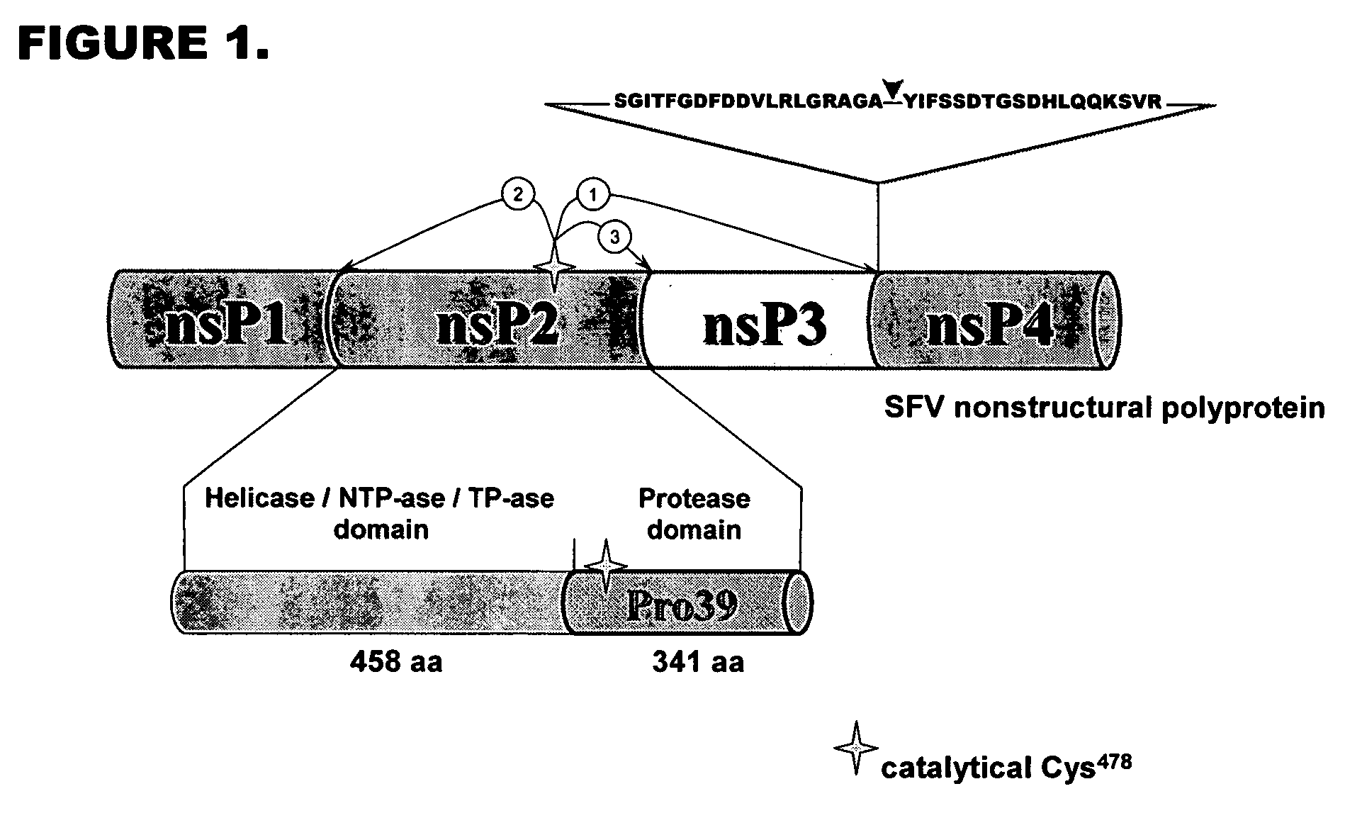 Optimized recognition site of the alphavirus non-structural protease for tag removal and specific processing of recombinant proteins