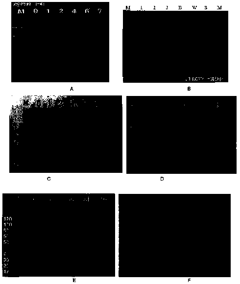 Multispecies universal detection protein with green fluorescence activity and application of universal detection protein