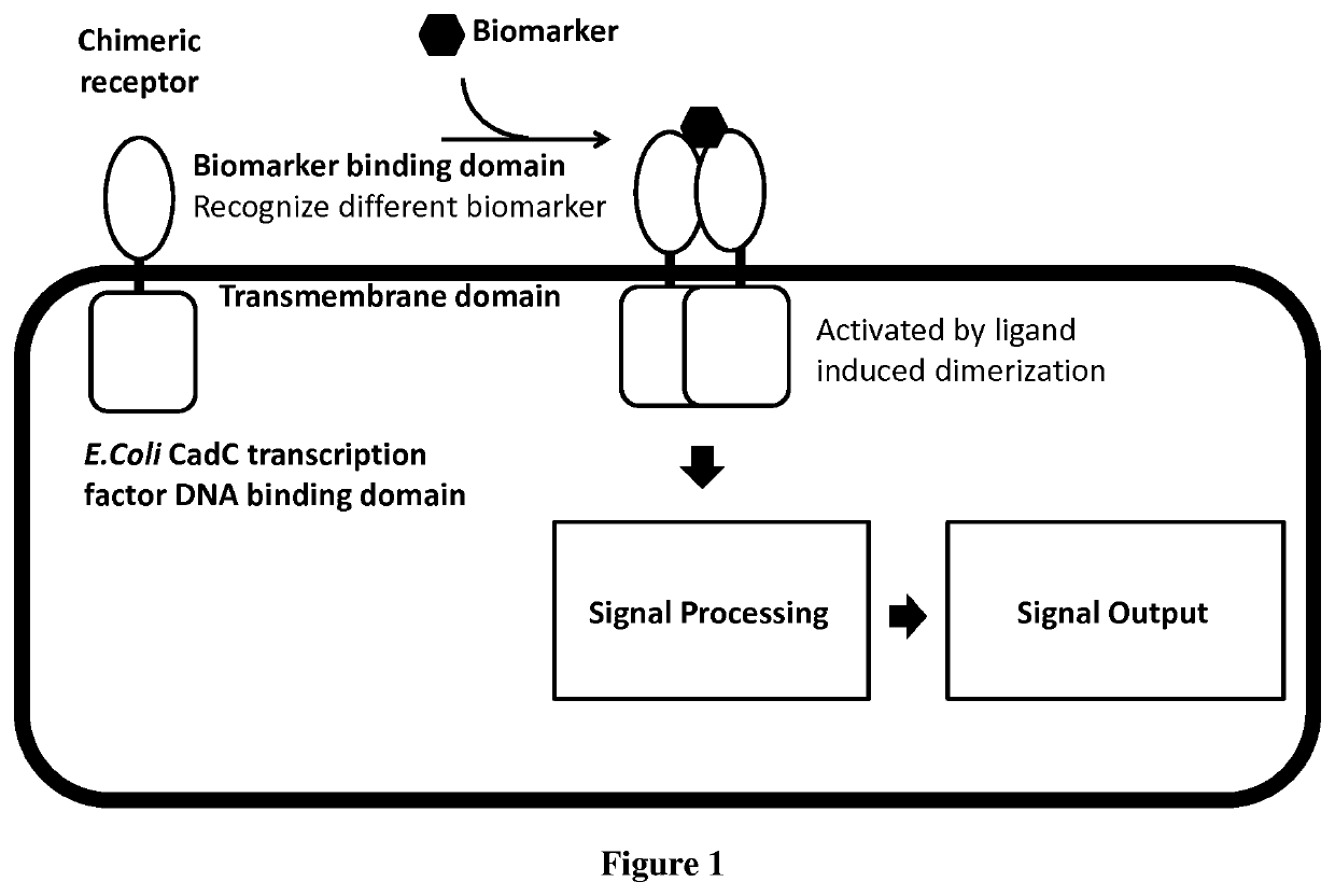 Chimeric receptor for use in whole-cell sensors for detecting analytes of interest