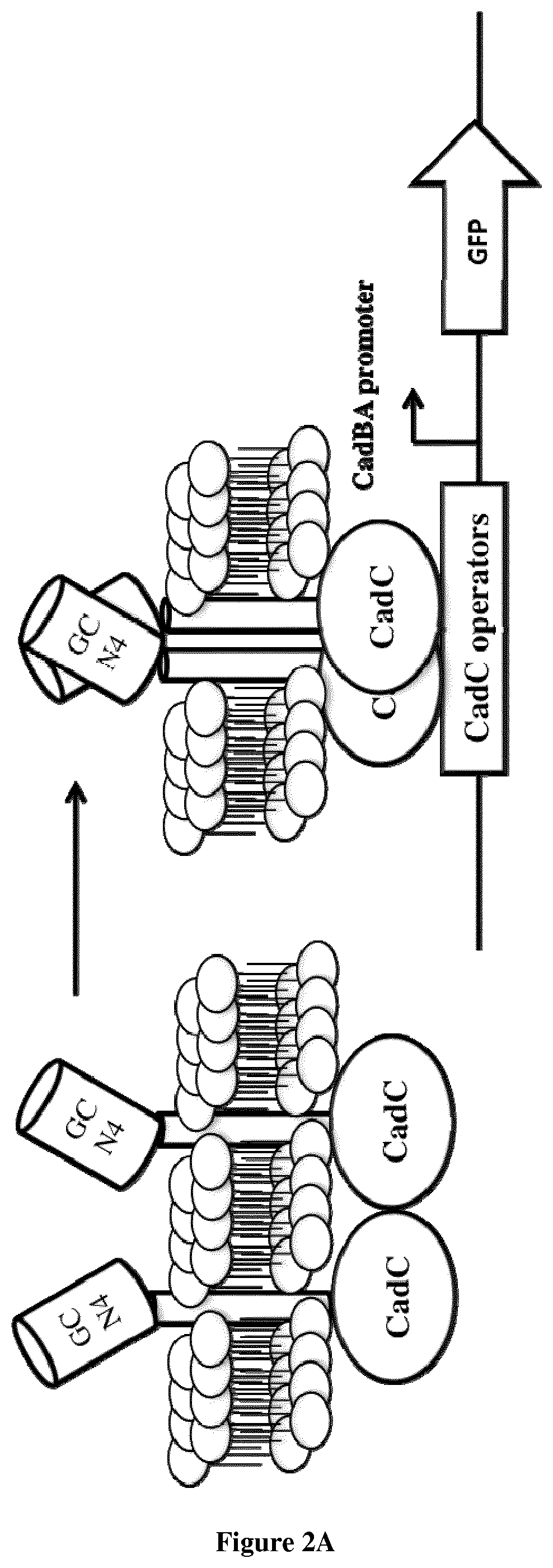 Chimeric receptor for use in whole-cell sensors for detecting analytes of interest