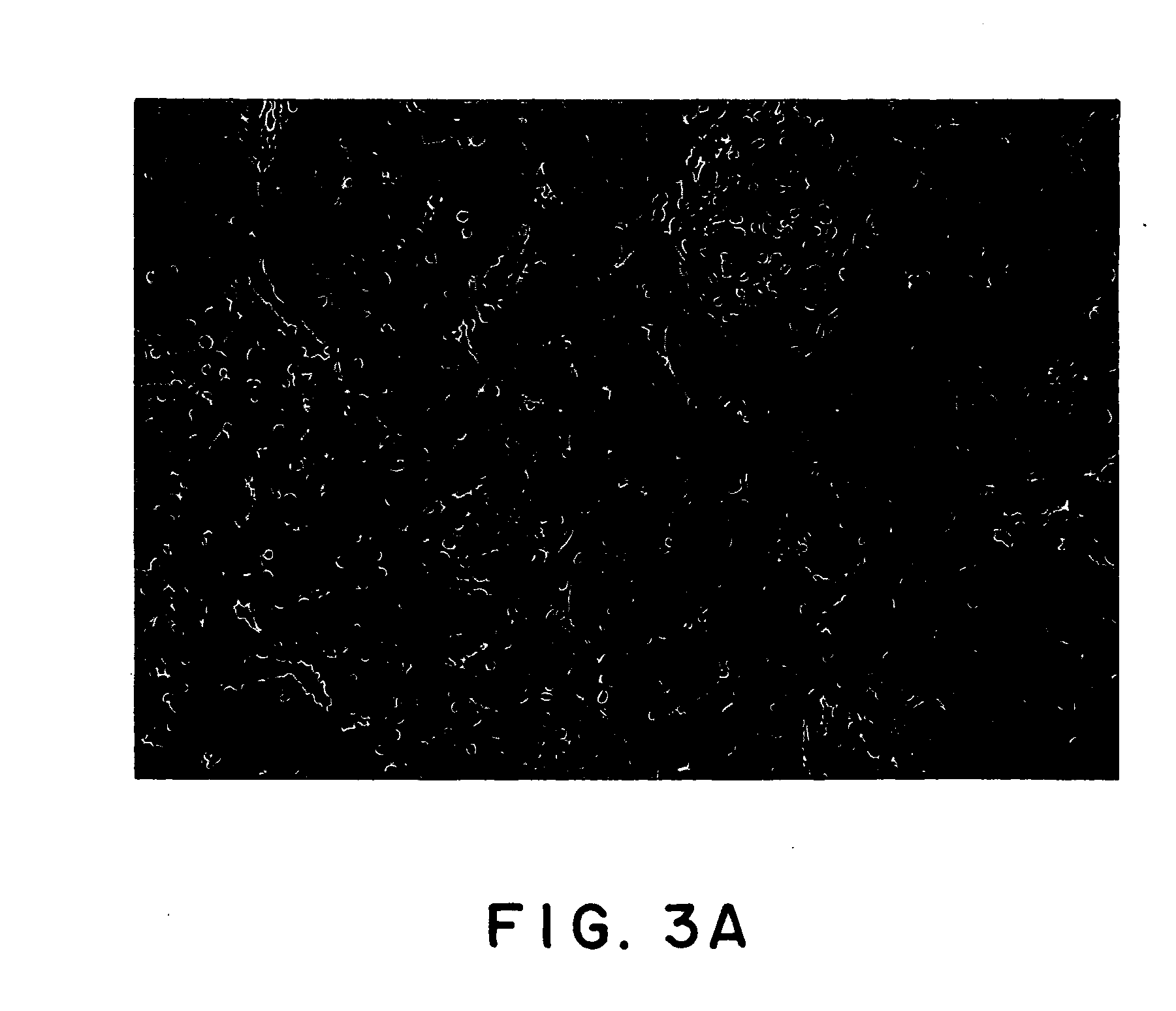 Composition for storing organ and method of storing organ