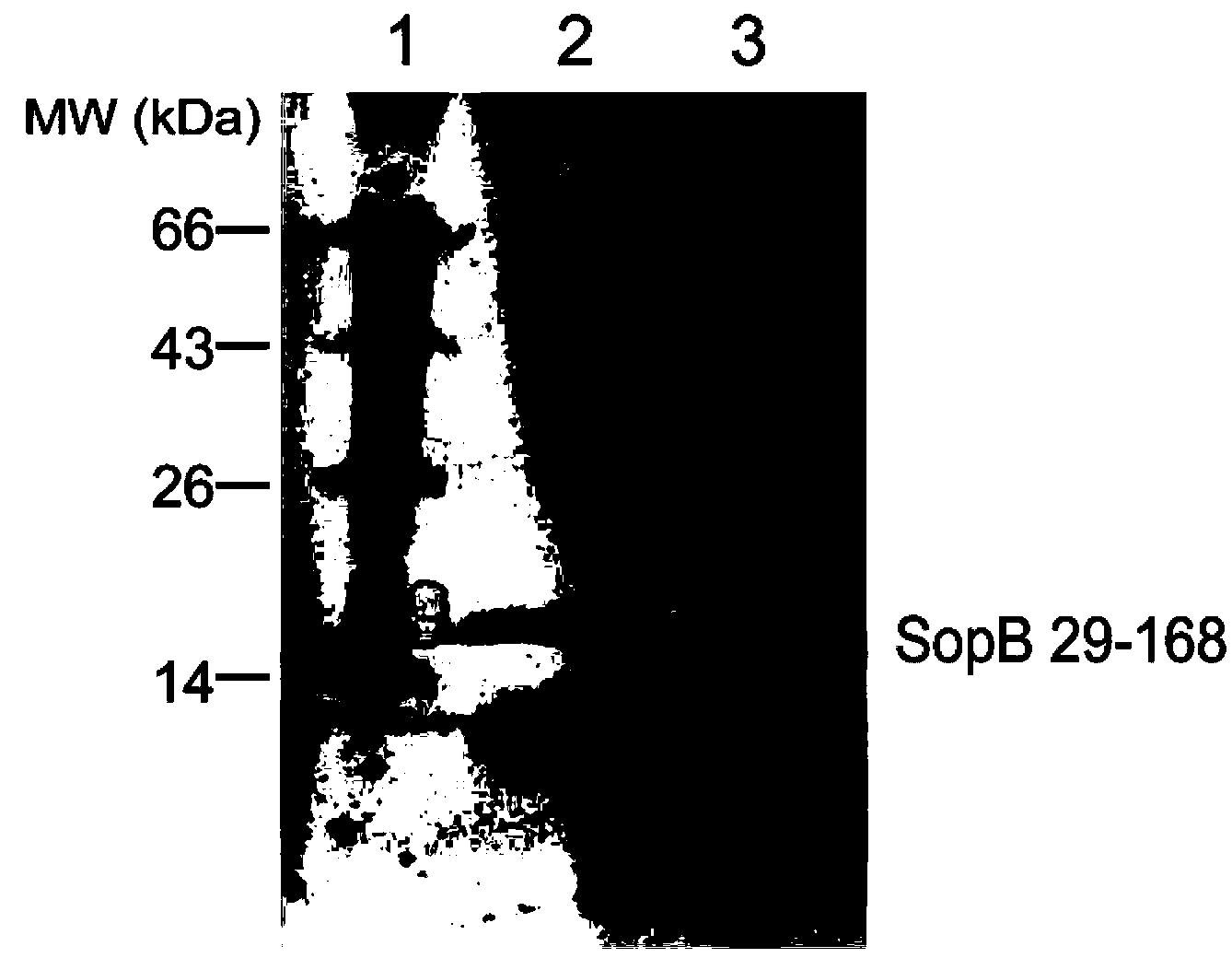 Preparation method for polyclonal antibody to salmonella effect protein SopB