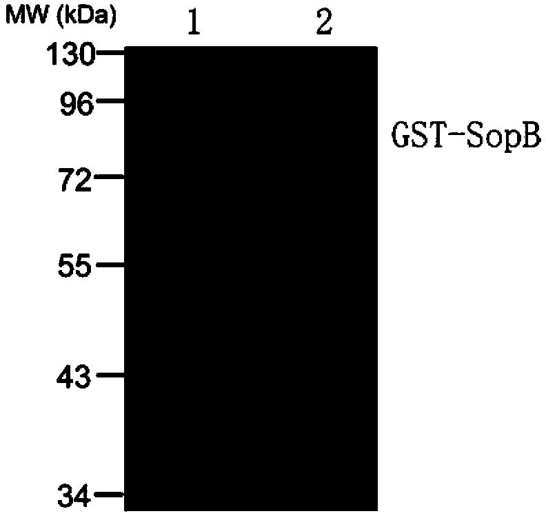 Preparation method for polyclonal antibody to salmonella effect protein SopB