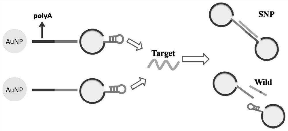 Detection probe for SNP site detection, detection method and application of detection probe