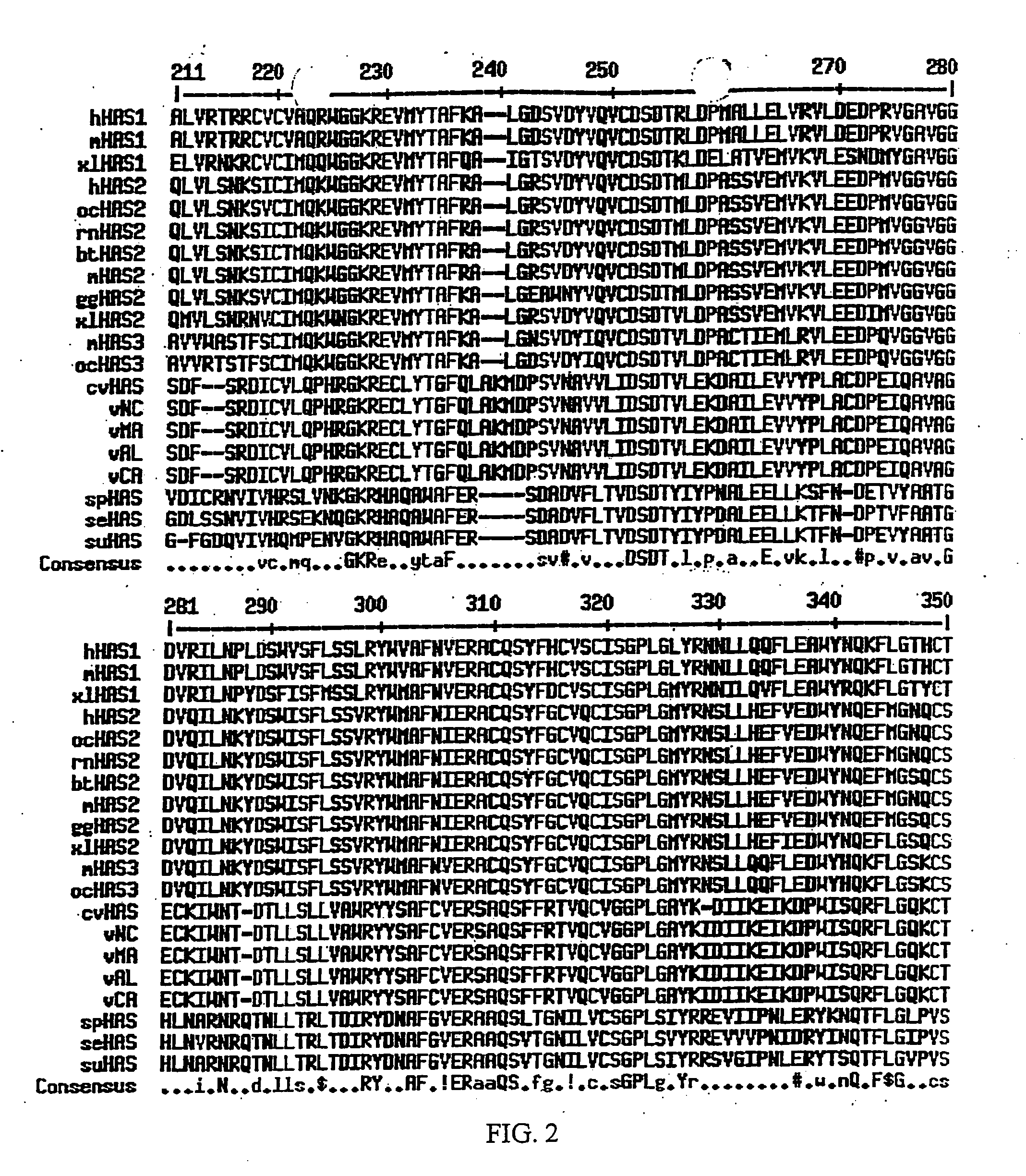 Hyaluronan synthase genes and expression thereof in Bacillus hosts