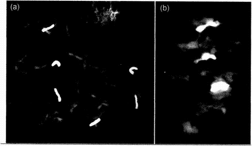 A method for identifying multiple heterosubstitution lines of wheat - limpet