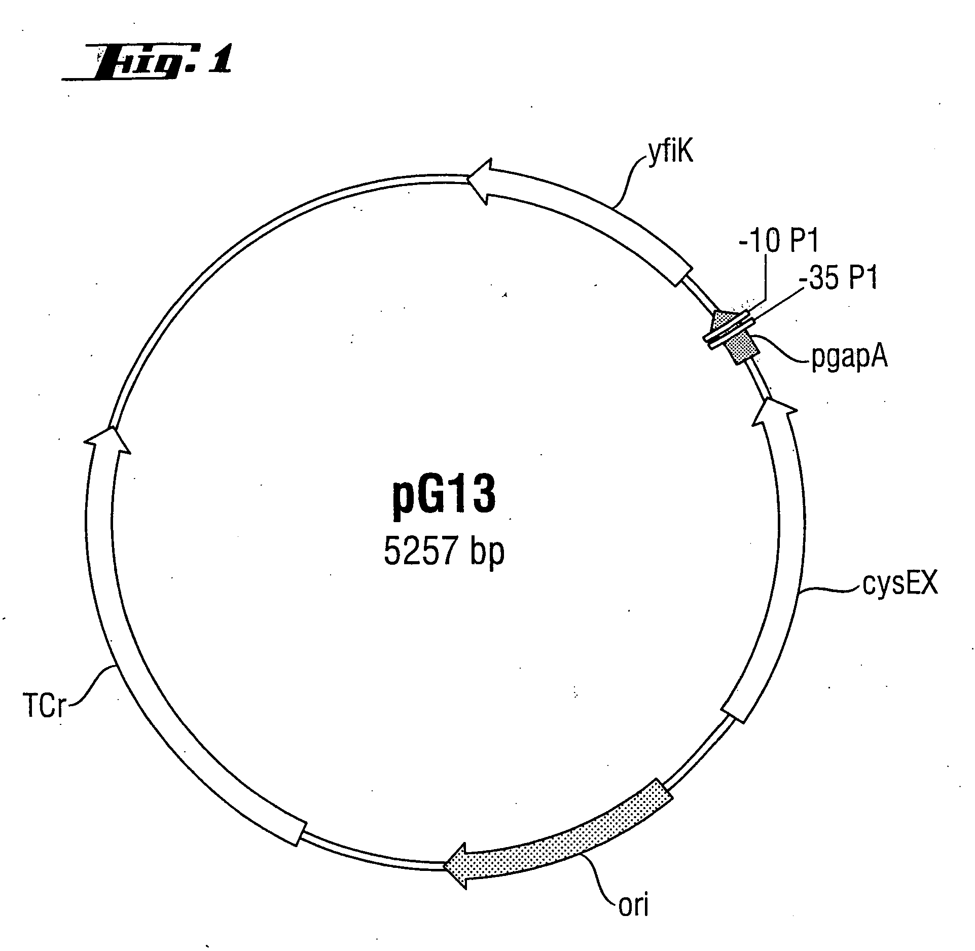 Method for fermentative production of amino acids and amino acid derivatives of the phosphoglycerate family