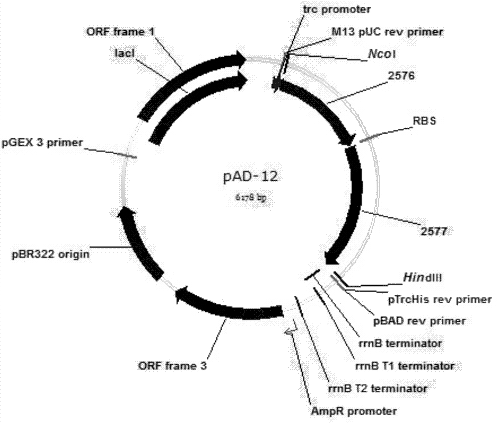 Colibacillus recombinant bacterium for producing adipic acid and application of colibacillus recombinant bacterium