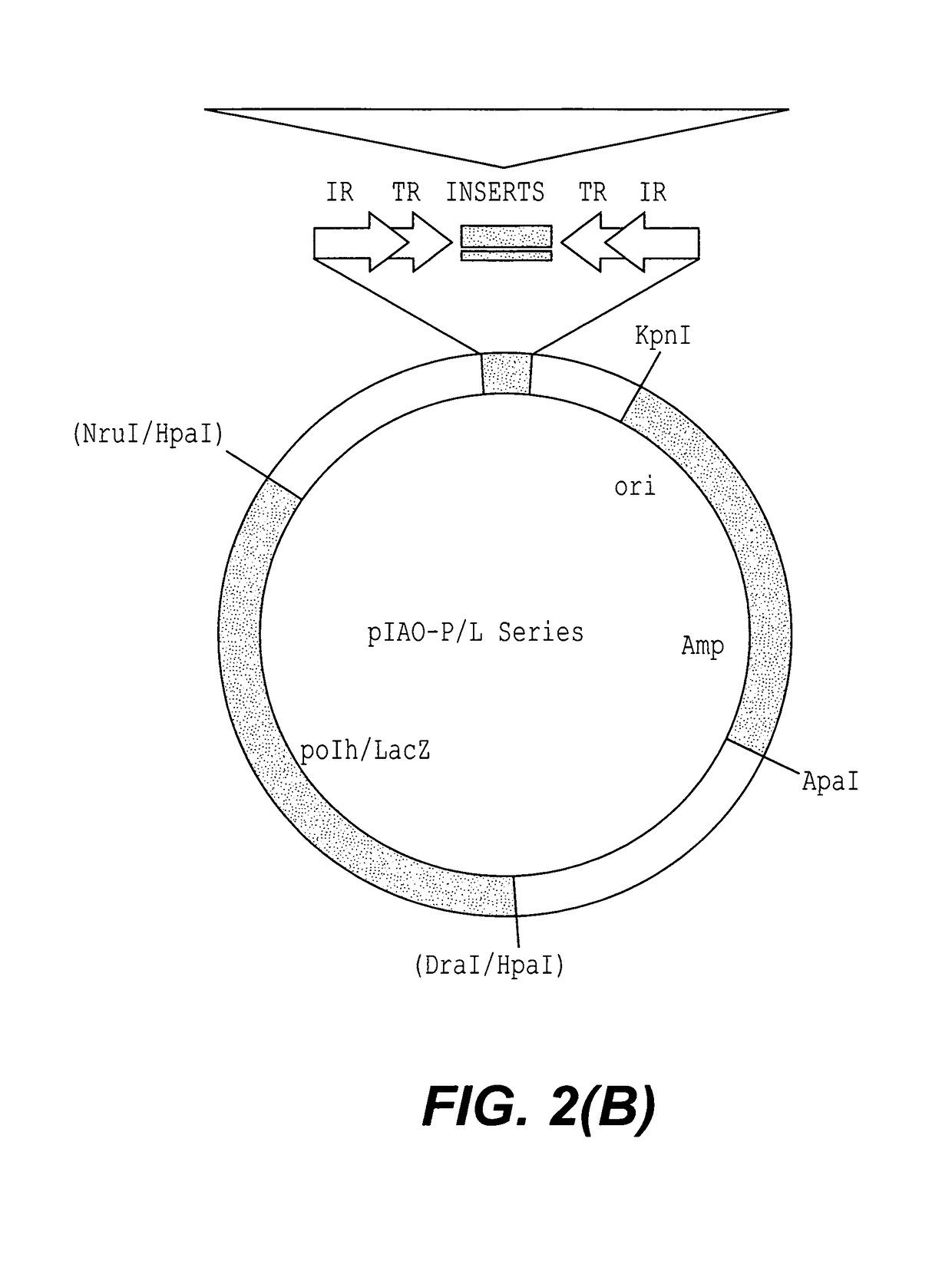 Methods and compositions for transposition using minimal segments of the eukaryotic transformation vector piggyBac