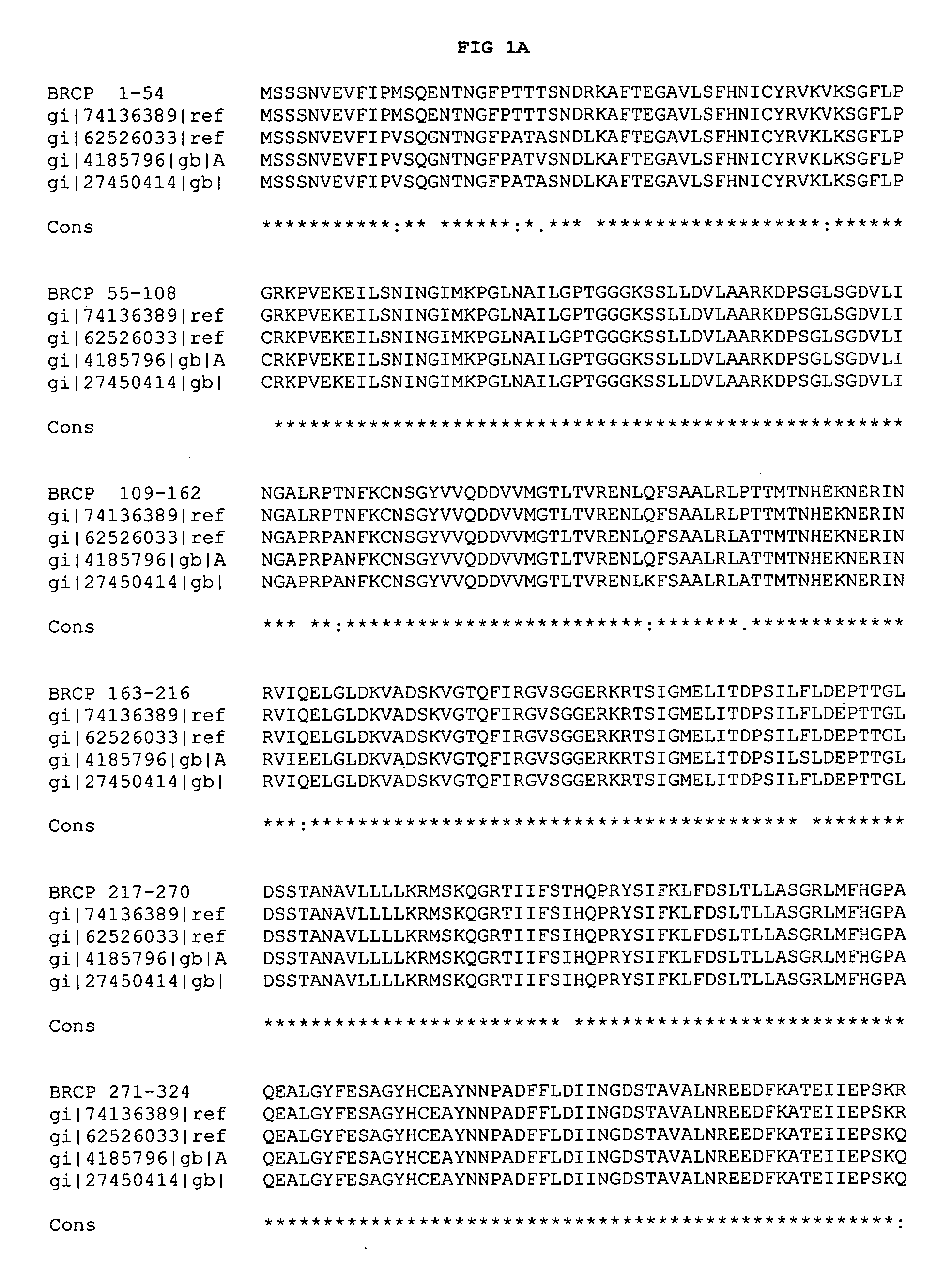 Rhesus BCRP and antibodies thereto