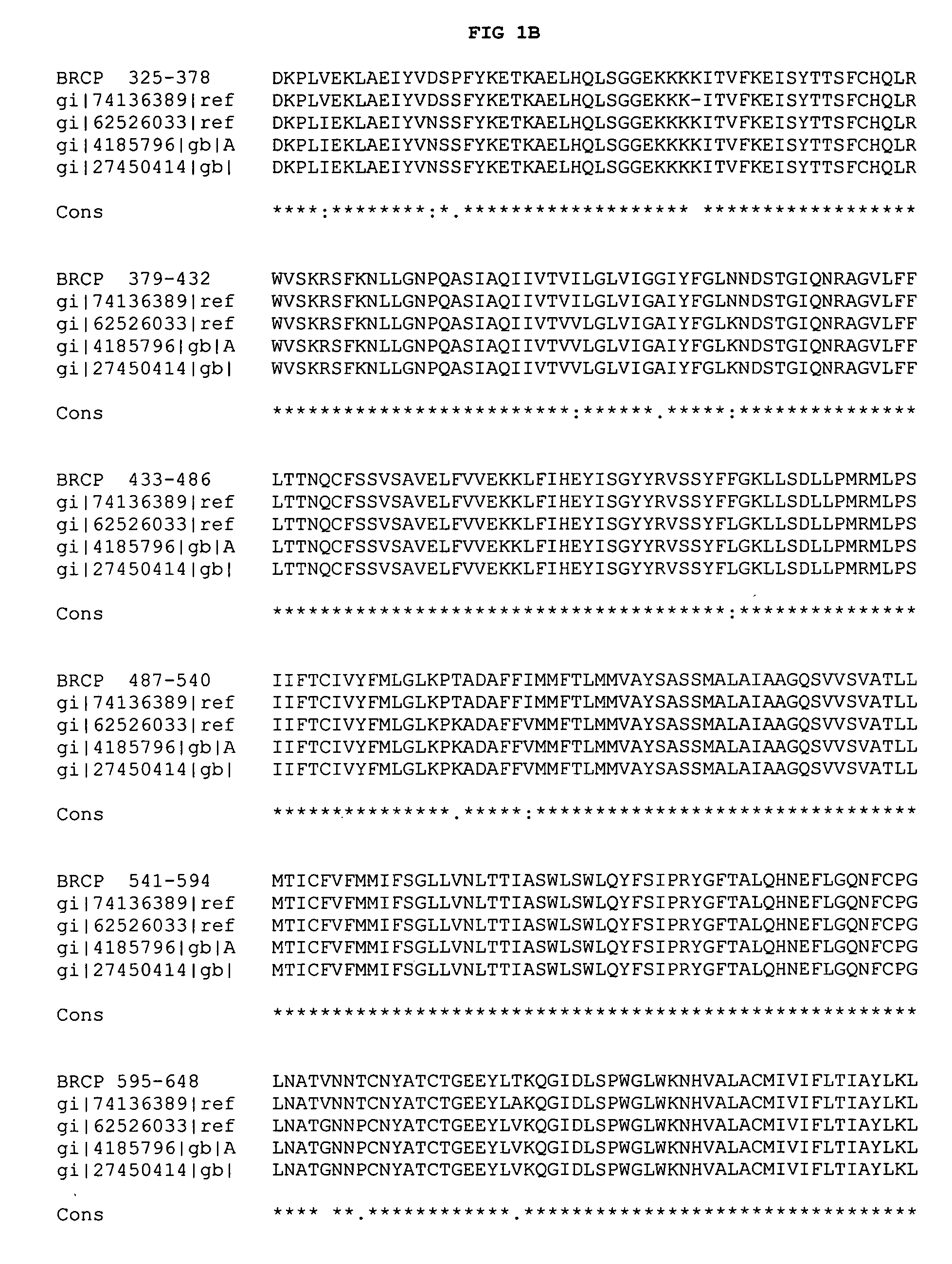 Rhesus BCRP and antibodies thereto