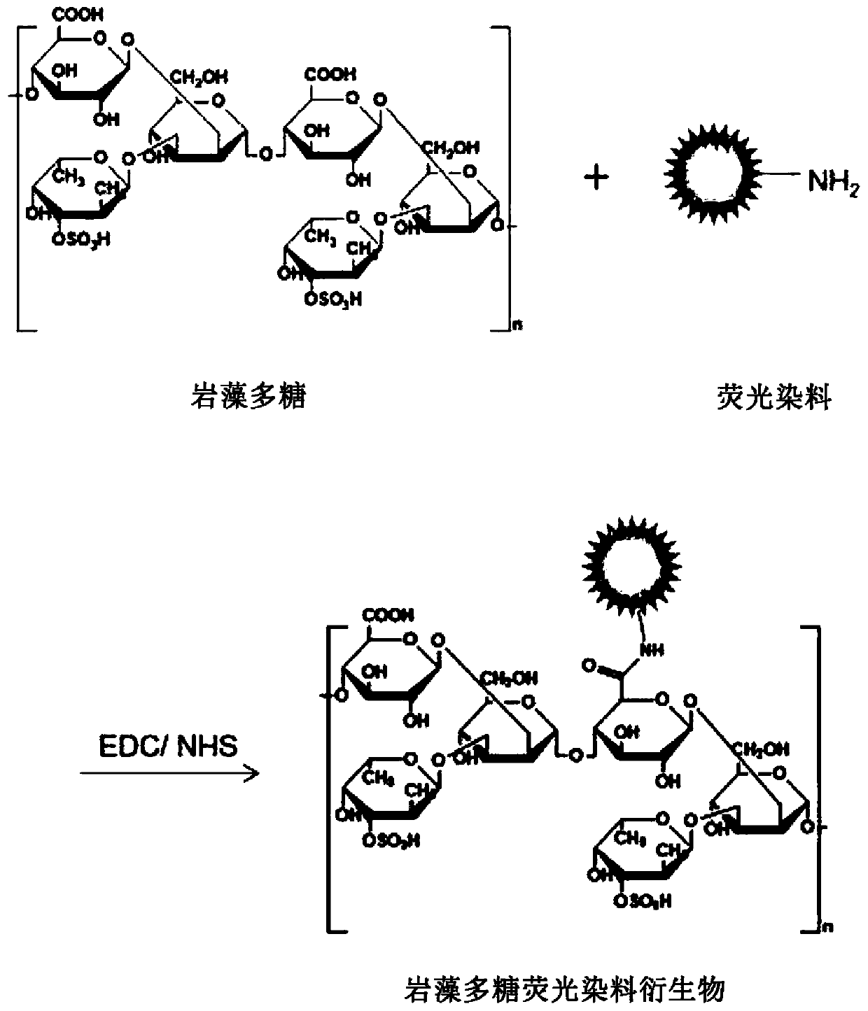 Fucoidan-based theragnostic Composition