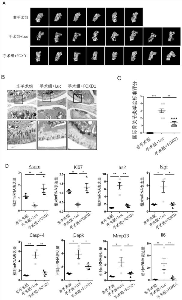 Application of foxd1 in preparation of products for treating and/or preventing animal osteoarthritis