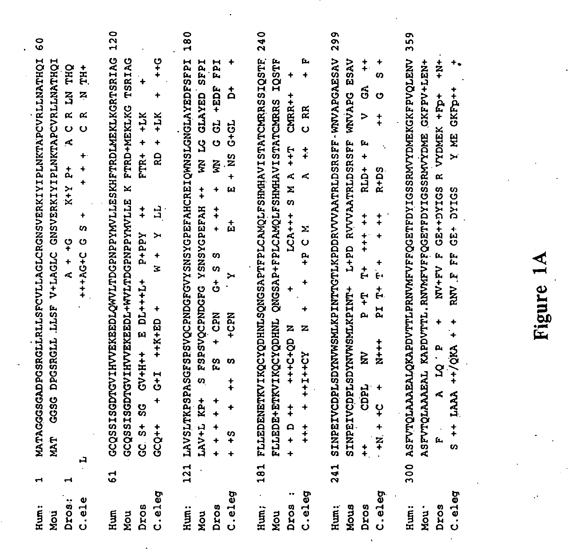 Novel presenilin associated membrane protein (PAMP) and uses thereof